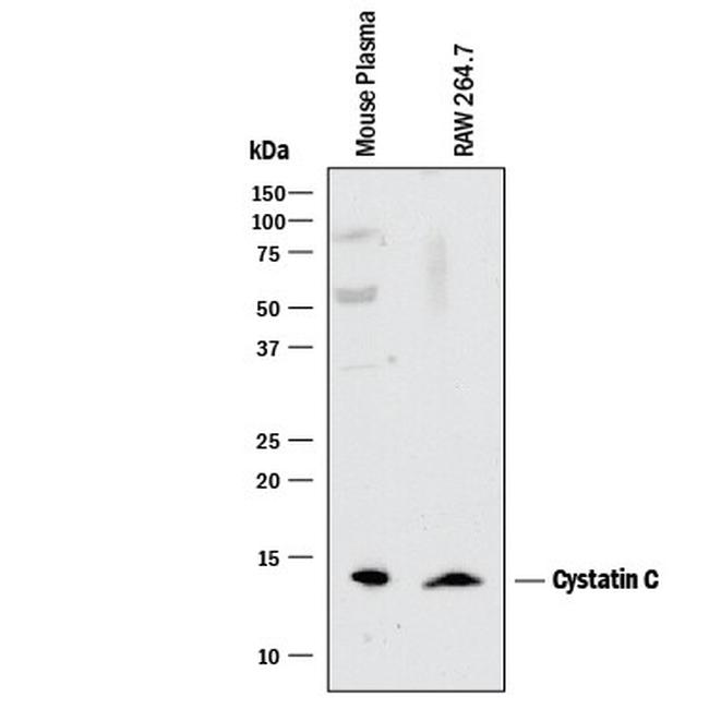 Cystatin C Antibody in Western Blot (WB)