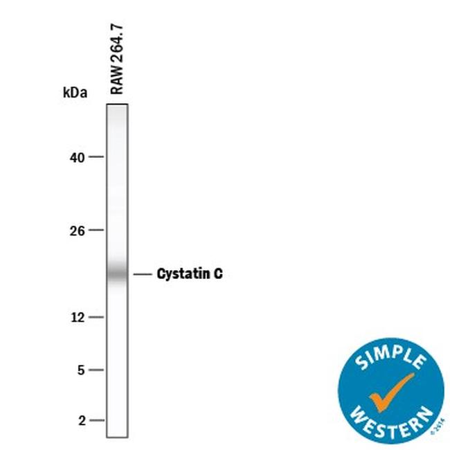 Cystatin C Antibody in Western Blot (WB)