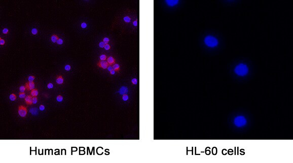 IL-3 Antibody in Immunocytochemistry (ICC/IF)