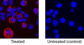 IL-17f Antibody in Immunocytochemistry (ICC/IF)