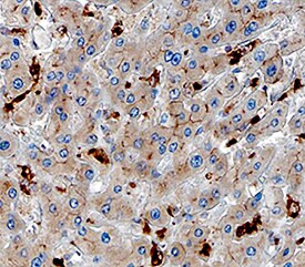 GPNMB Antibody in Immunohistochemistry (Paraffin) (IHC (P))