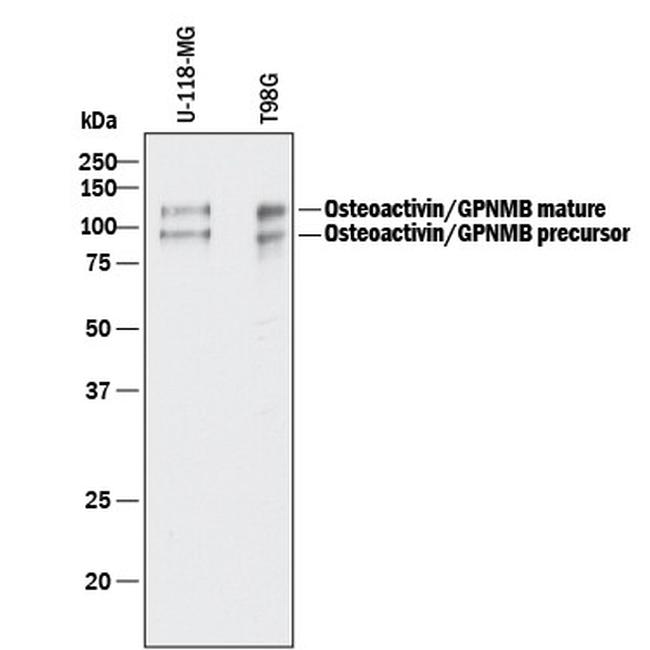 GPNMB Antibody in Western Blot (WB)