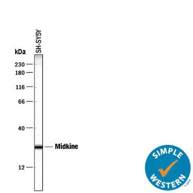 Midkine Antibody in Western Blot (WB)