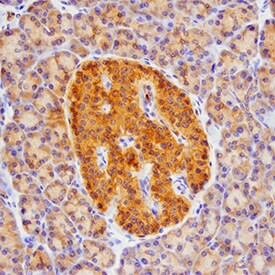 betacellulin Antibody in Immunohistochemistry (Paraffin) (IHC (P))