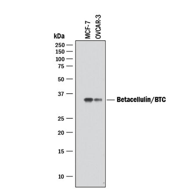 betacellulin Antibody in Western Blot (WB)