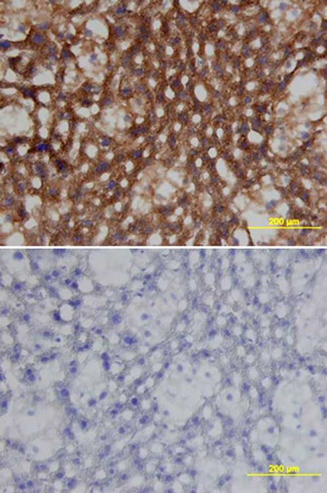 Apolipoprotein J Antibody in Immunohistochemistry (Frozen) (IHC (F))