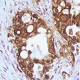 Trypsin Pan Antibody in Immunohistochemistry (Paraffin) (IHC (P))