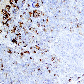 Trypsin Pan Antibody in Immunohistochemistry (Paraffin) (IHC (P))