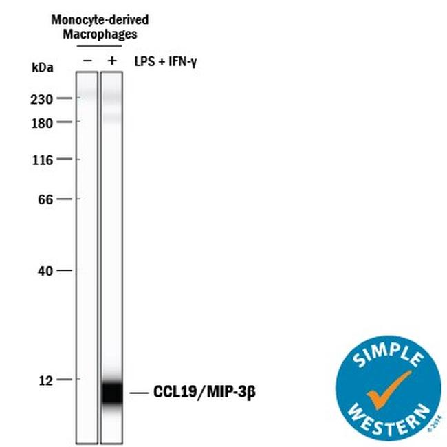 MIP-3 beta Antibody in Western Blot (WB)