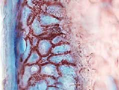 CCL27 Antibody in Immunohistochemistry (Frozen) (IHC (F))