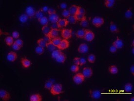 TNF alpha Antibody in Immunocytochemistry (ICC/IF)