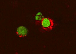 TNF alpha Antibody in Immunocytochemistry (ICC/IF)