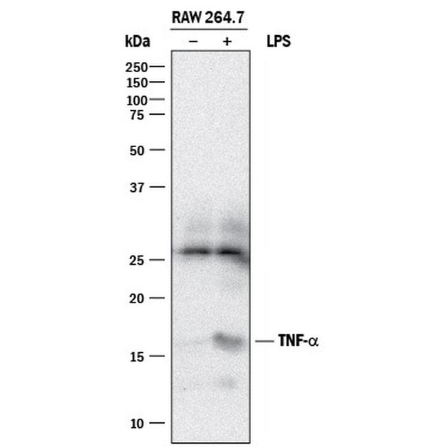 TNF alpha Antibody in Western Blot (WB)