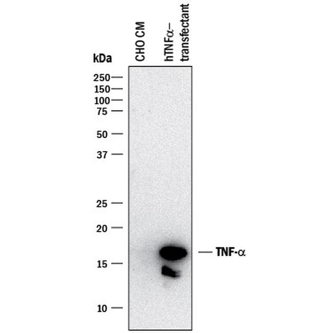 TNF alpha Antibody in Western Blot (WB)