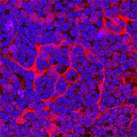 Eotaxin Antibody in Immunohistochemistry (Frozen) (IHC (F))