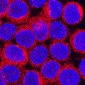 CCL3 Antibody in Immunocytochemistry (ICC/IF)