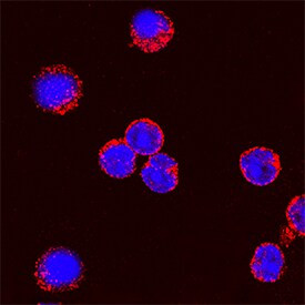 IL-2 Antibody in Immunocytochemistry (ICC/IF)