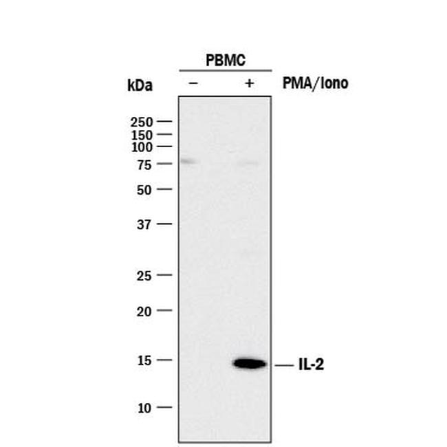 IL-2 Antibody in Western Blot (WB)