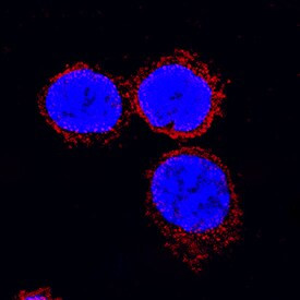 IL-18 Antibody in Immunocytochemistry (ICC/IF)