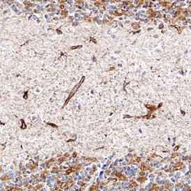 Cystatin C Antibody in Immunohistochemistry (Frozen) (IHC (F))