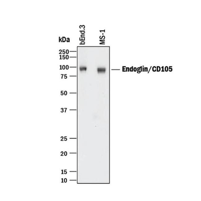 CD105 Antibody in Western Blot (WB)