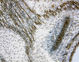 Sclerostin Antibody in Immunohistochemistry (Frozen) (IHC (F))