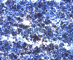 IL-27 p28 Antibody in Immunohistochemistry (Paraffin) (IHC (P))