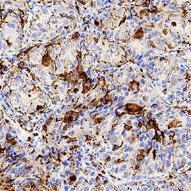 LILRB2 Antibody in Immunohistochemistry (Paraffin) (IHC (P))