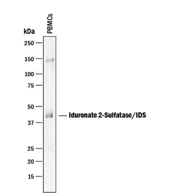 Iduronate 2 Sulfatase Antibody in Western Blot (WB)