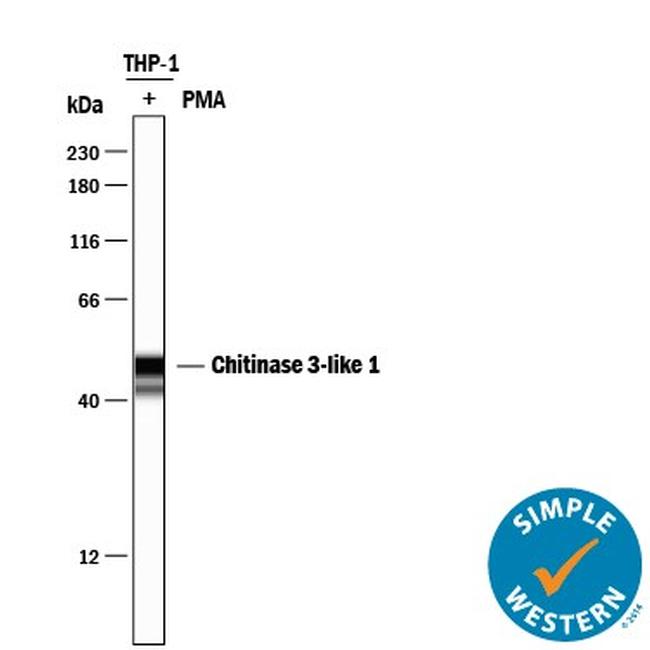 CHI3L1 Antibody in Western Blot (WB)