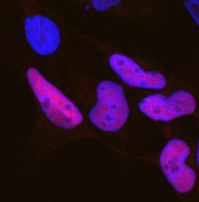 SOX10 Antibody in Immunocytochemistry (ICC/IF)