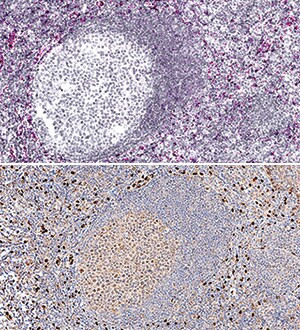 IL-33 Antibody in Immunohistochemistry (Paraffin) (IHC (P))