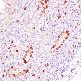 IL-33 Antibody in Immunohistochemistry (Paraffin) (IHC (P))