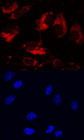 LRIG1 Antibody in Immunocytochemistry (ICC/IF)