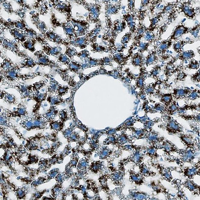 IL-1 alpha Antibody in Immunohistochemistry (Frozen) (IHC (F))