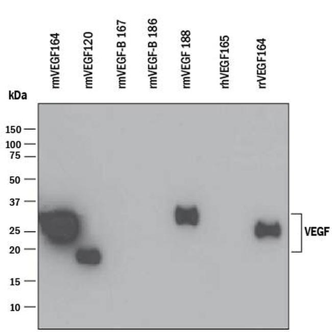 VEGF-164 Antibody in Western Blot (WB)