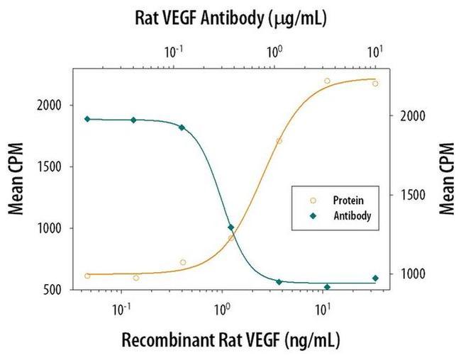 VEGF-164 Antibody