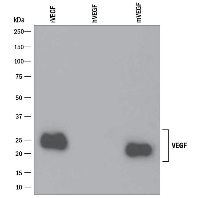 VEGF-164 Antibody in Western Blot (WB)