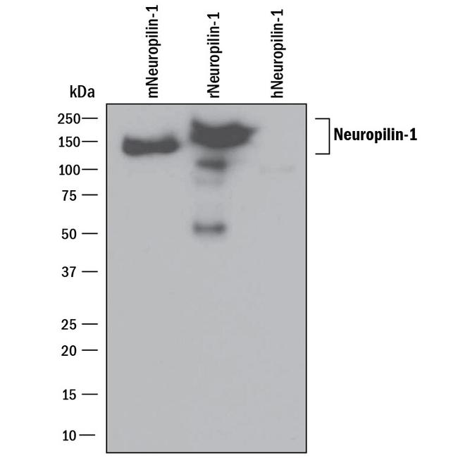 Neuropilin 1 Antibody in Western Blot (WB)