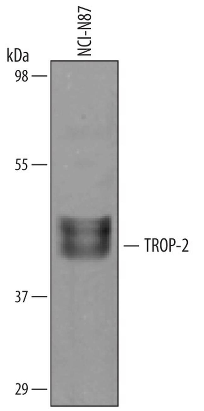 TROP2 Antibody in Western Blot (WB)