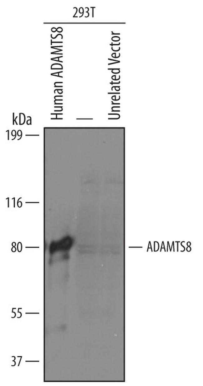 ADAMTS8 Antibody in Western Blot (WB)