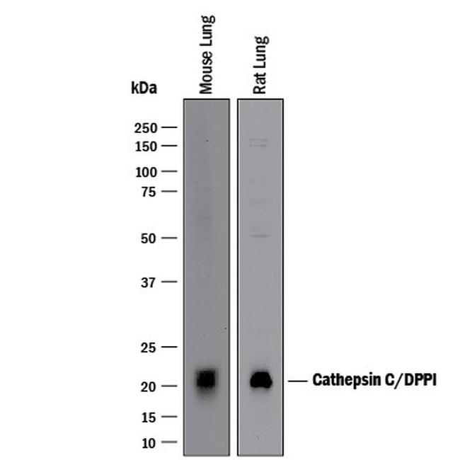 Cathepsin C Antibody in Western Blot (WB)