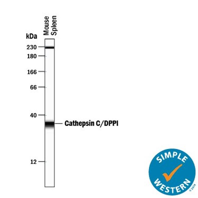 Cathepsin C Antibody in Western Blot (WB)