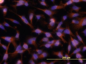 TWEAK Antibody in Immunocytochemistry (ICC/IF)