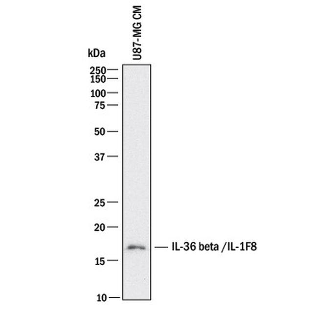 IL36B Antibody in Western Blot (WB)