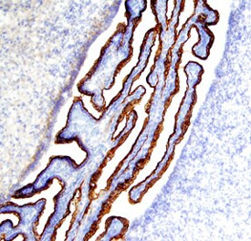 NOTCH2 Antibody in Immunohistochemistry (Frozen) (IHC (F))