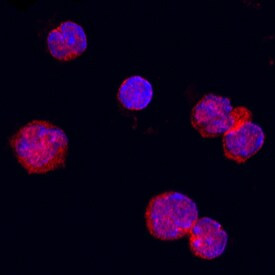 OX40L Antibody in Immunocytochemistry (ICC/IF)