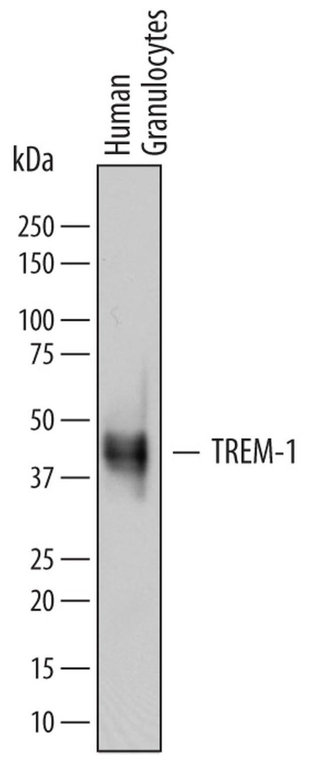 TREM1 Antibody in Western Blot (WB)