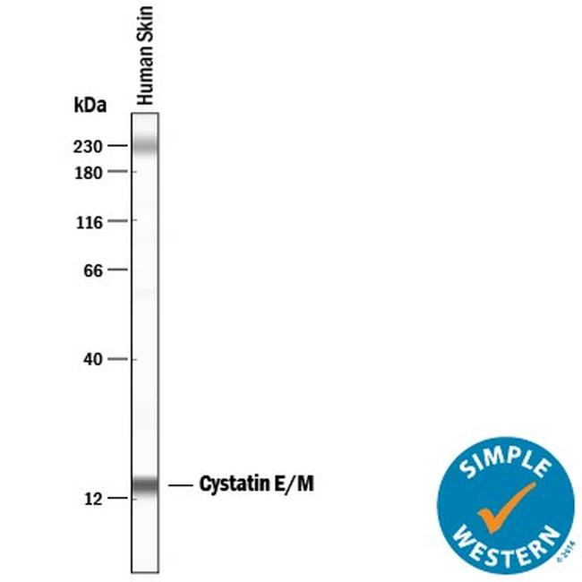 Cystatin M Antibody in Western Blot (WB)