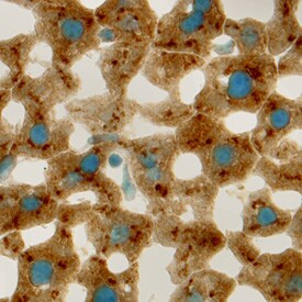 ANGPTL3 Antibody in Immunohistochemistry (Frozen) (IHC (F))